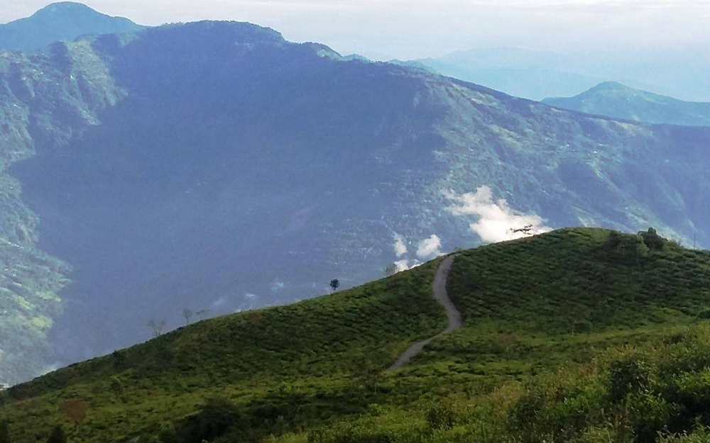 Peshok Tea Garden